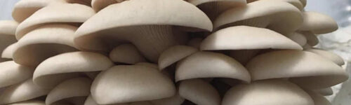 Pleurotus florida / Cepa