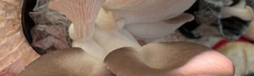 Sajor-caju (Pleurotus sajor-caju) / Cepa