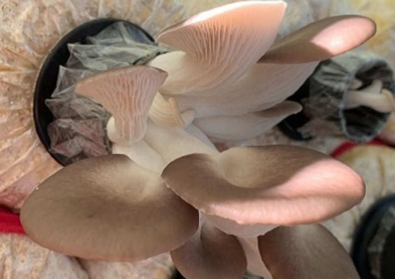 Sajor-caju (Pleurotus sajor-caju) / Cepa