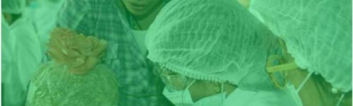 TALLER PARA NIÑOS Y JÓVENES EN FUNGICULTURA