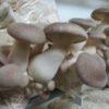 Pleurotus Eryngii / Cepa de eryngii