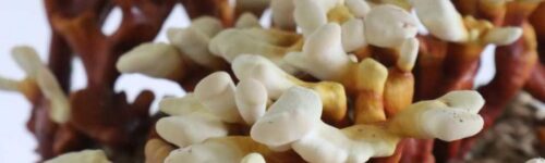 Reishi (Ganoderma multipilium) / Cepa