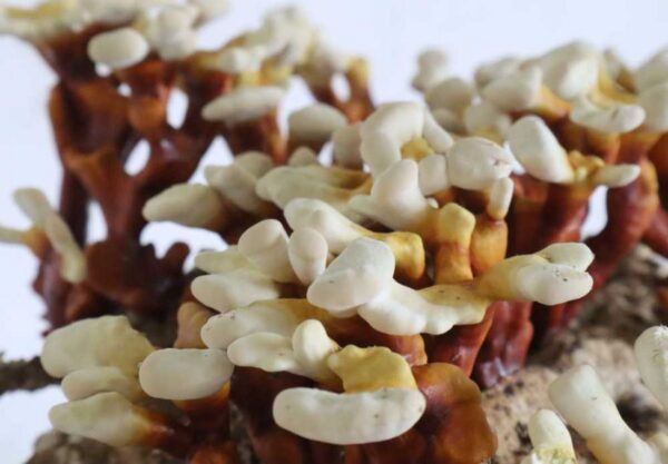 Reishi (Ganoderma multipilium) / Cepa