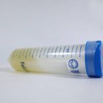 Pleurotus Eryngii / Cepa de eryngii — vista 2