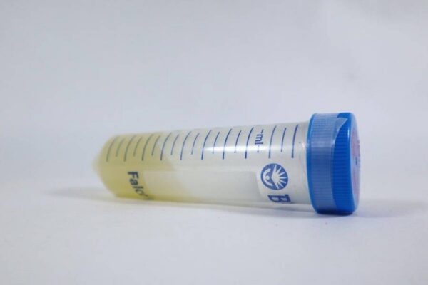 Pleurotus Eryngii / Cepa de eryngii