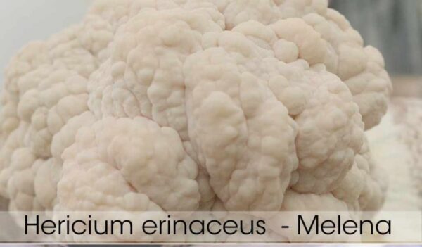 Melena de leon / Cepa de Hericium Variedad altas temperaturas