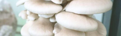 Cepa de Pleurotus ostreatus Perla /Cepa