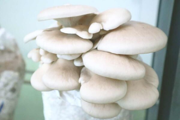 Cepa de Pleurotus ostreatus Perla /Cepa