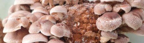 Melena de leon / Cepa de Hericium Variedad altas temperaturas