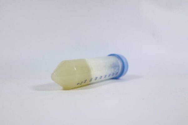 Pleurotus Eryngii / Cepa de eryngii