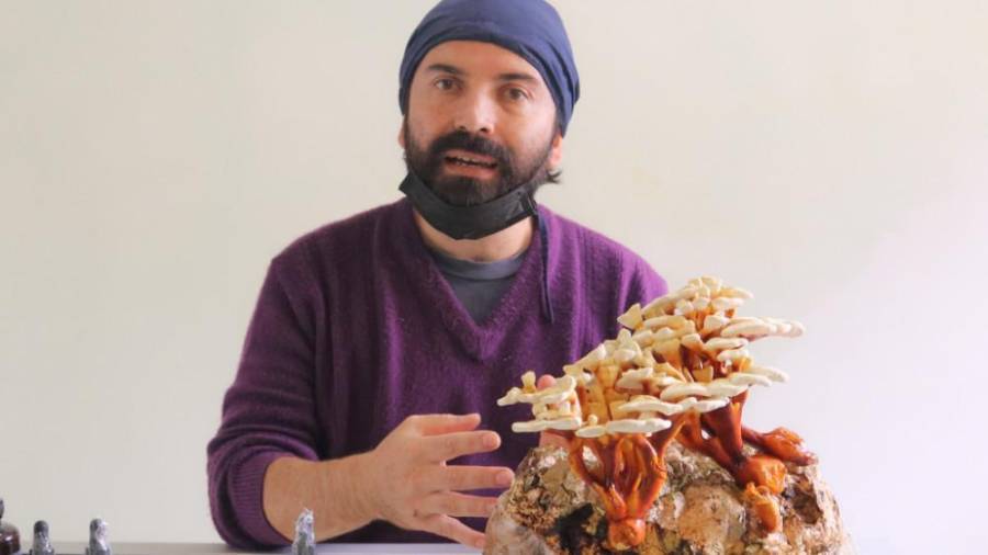 Inmersión Fungi: Cultivo Presencial de Hongos Gourmet y funcionales