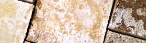 Melena de leon / Cepa de Hericium Variedad altas temperaturas