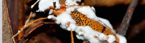 Beauveria -cultivo invitro- Control Biológico de Plagas