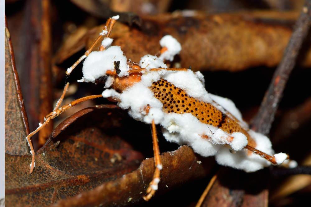 Beauveria Beauveria -cultivo invitro- Control Biológico de Plagas