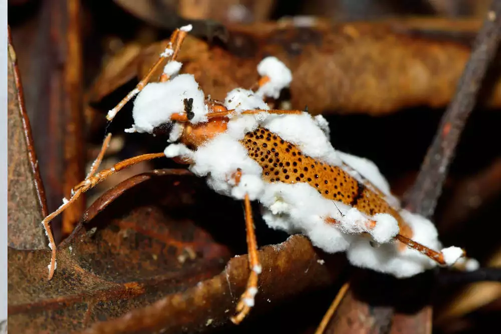 Beauveria -cultivo invitro- Control Biológico de Plagas