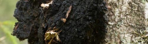 Chaga- Micelio en Medio Líquido