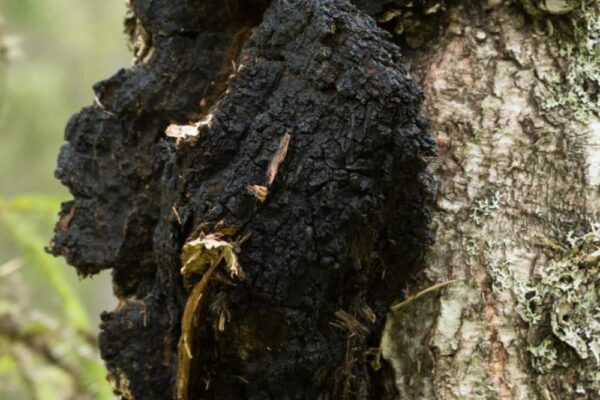 Chaga- Micelio en Medio Líquido