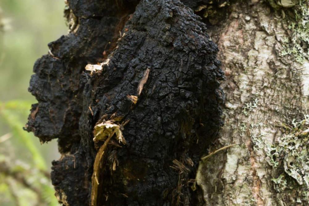 Chaga- Micelio en Medio Líquido