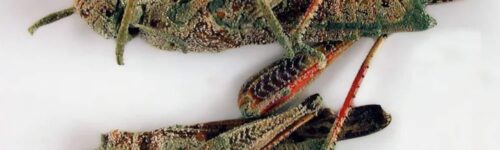 Metarhizium - Micelio en Medio Líquido