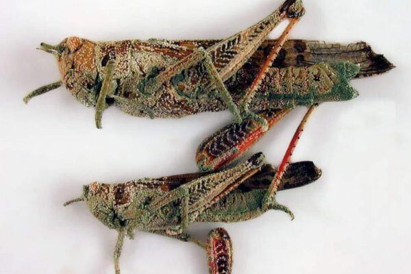 Metarhizium - Micelio en Medio Líquido