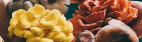 Productividad en la fungicultura: Cómo iniciar un negocio exitoso de cultivo de hongos