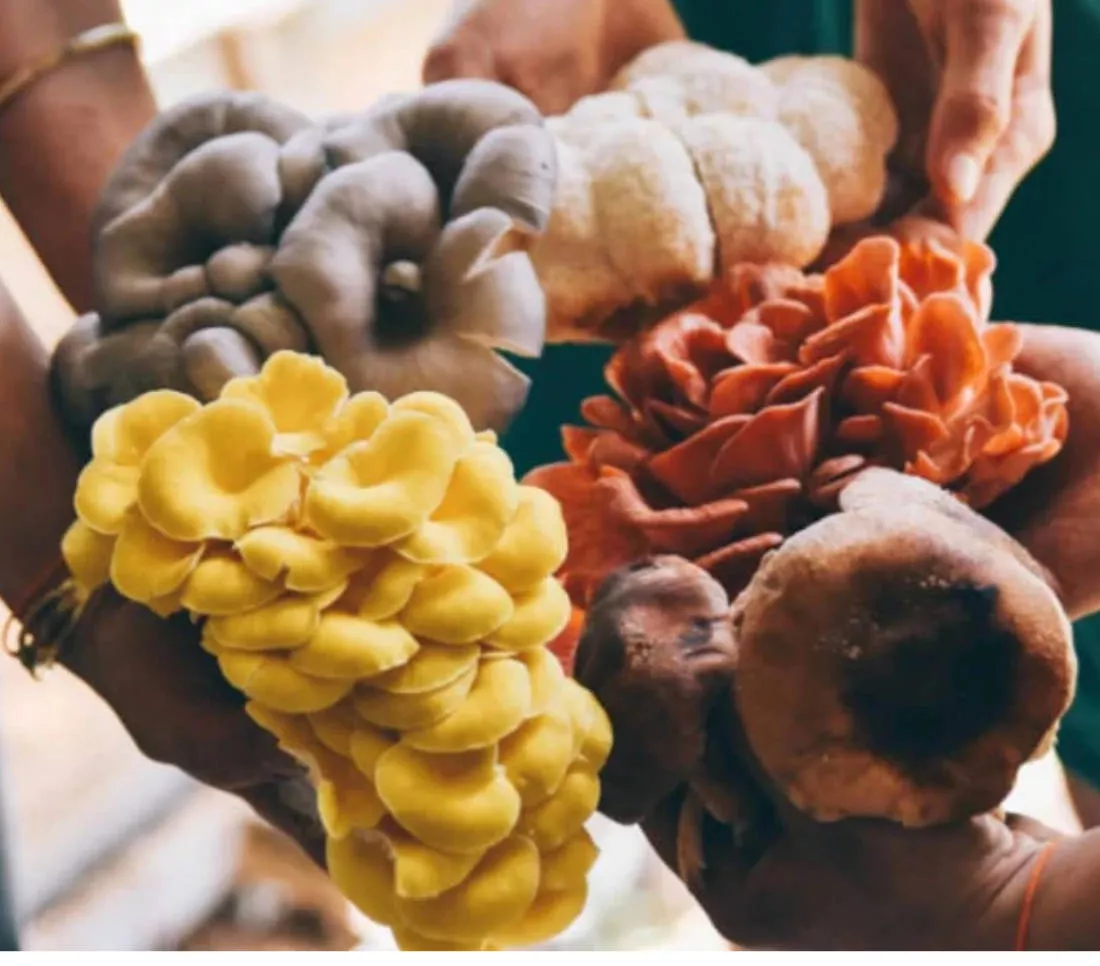 Productividad en la fungicultura: Cómo iniciar un negocio exitoso de cultivo de hongos