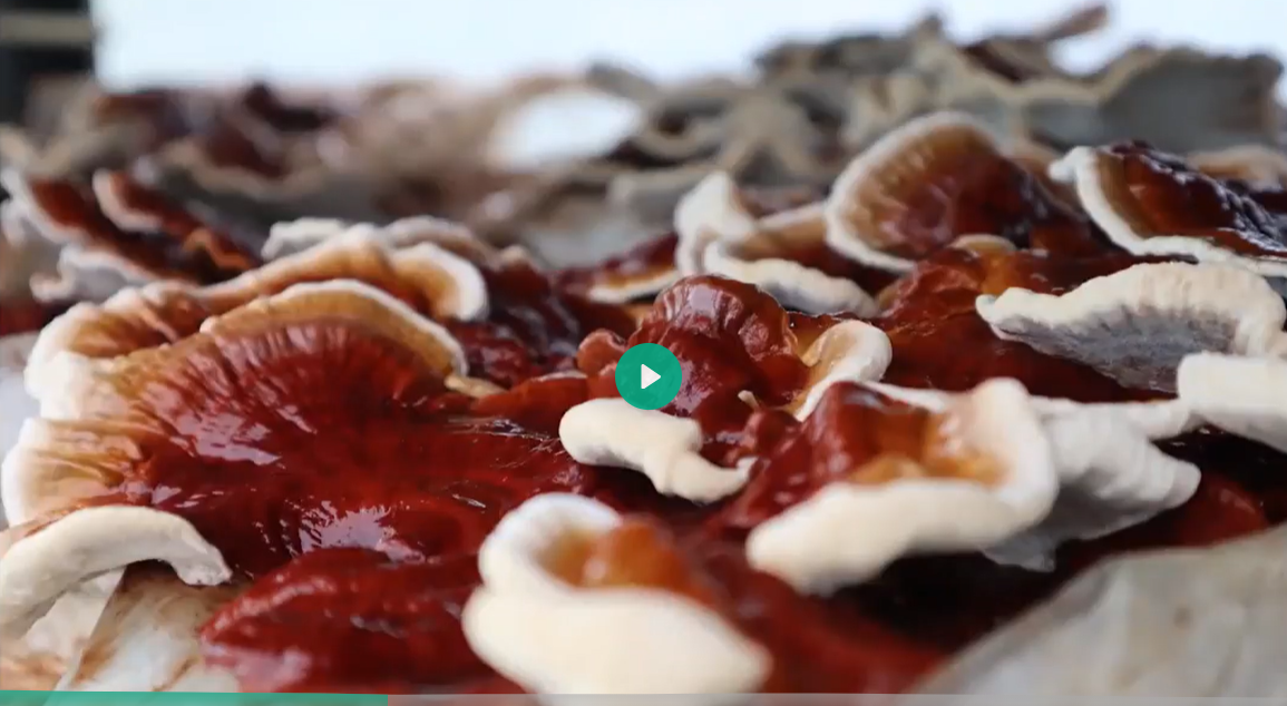 Cuerpos fructíferos de Ganoderma en producción