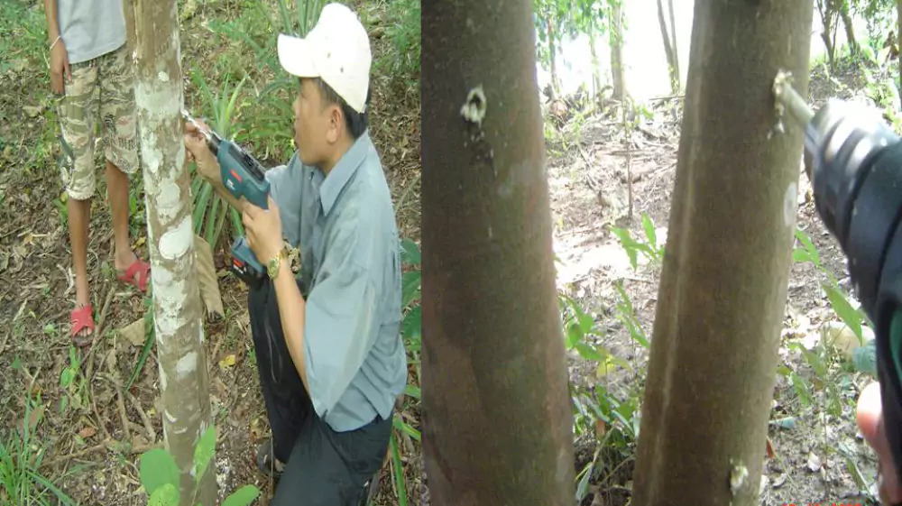 Agarwood Inoculacion