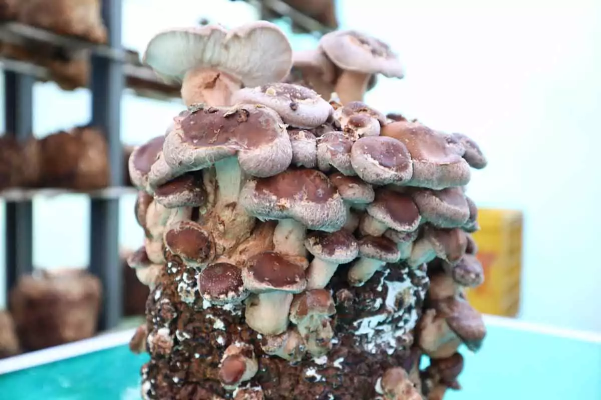 Guía profesional de cultivo de Shiitake (Lentinula edodes): formulación optimizada de sustrato, fase crítica de doramiento, choque térmico, selección de cepas, troubleshooting, viabilidad comercial y comparativa bloques vs troncos.