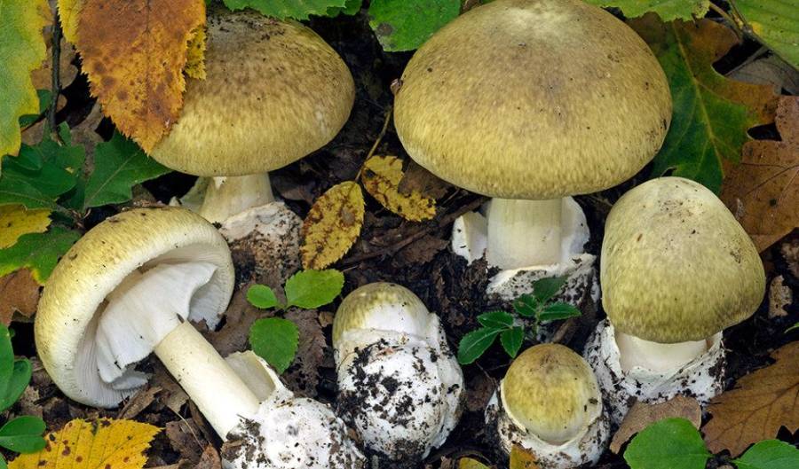 Amanita Phalloides