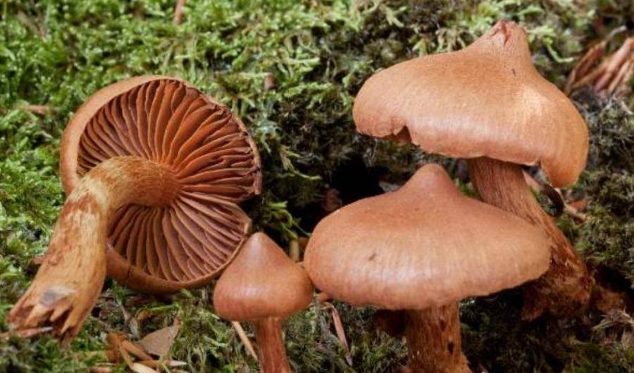 Cortinarius Rubellus
