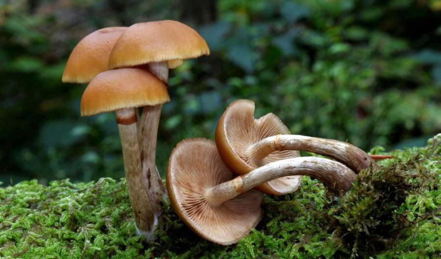 Galerina Marginata
