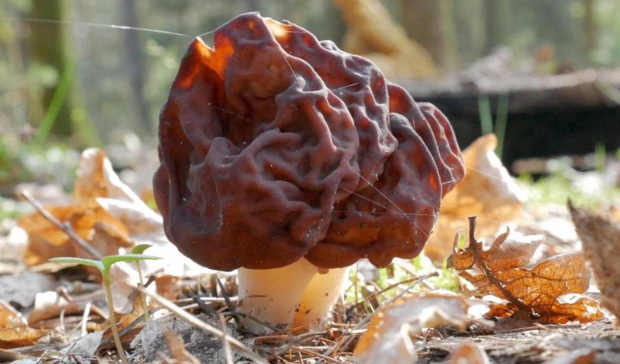 Gyromitra Esculenta