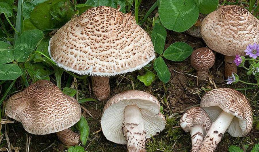 Lepiota Brunneoincarnata