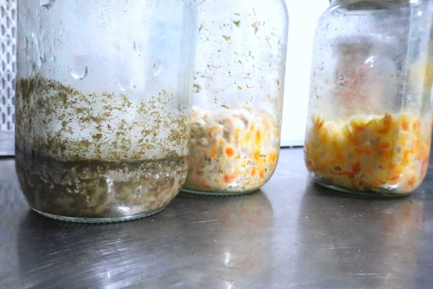 Cosecha de Cordyceps militaris de FungiFlora
