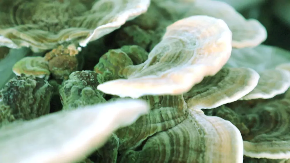 Cuerpos fructíferos de Trametes cultivados por FungiFlora