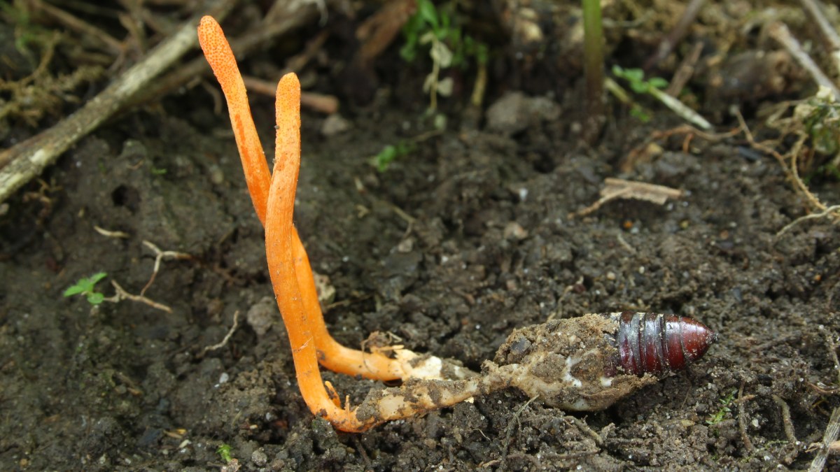 El micelio de Cordyceps militaris aporta la estructura de un textil vivo, mientras la levadura de cerveza produce colores y otros hongos añaden funciones como absorción ultravioleta.