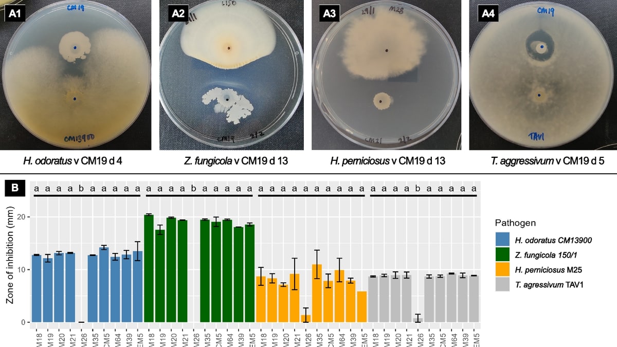 Bacterias contra las enfermedades del champiñón: el potencial y los límites del nuevo biocontrol con Bacillus velezensis