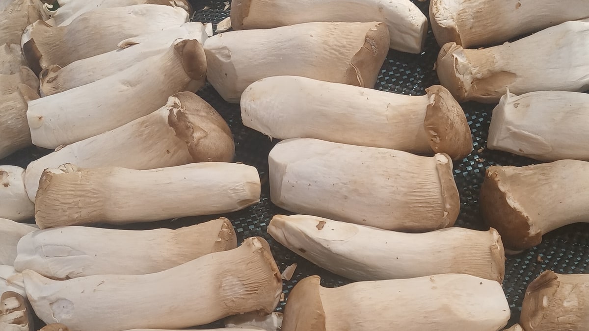 Un consorcio de cuatro bacterias aumentó la eficiencia biológica de Pleurotus eryngii un 18,18 % frente al control en un ensayo comercial. El hallazgo es relevante, pero no convierte cualquier bacteria en un inoculante seguro.