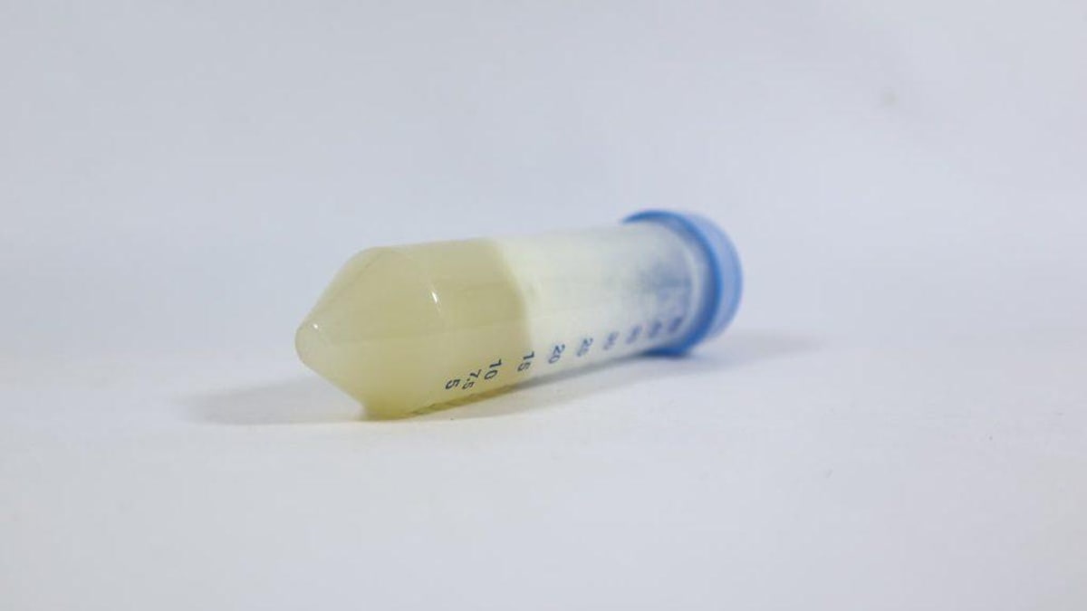 Investigadores introdujeron un gen de luciferasa en Hypsizygus marmoreus y detectaron luz al añadir luciferina. El resultado abre una herramienta para estudiar el desarrollo del hongo, no un nuevo alimento luminiscente.