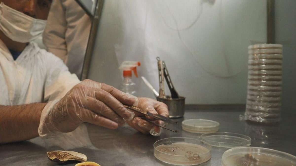 Los hongos hablan entre sí, es demostrado en investigación de la royal society.