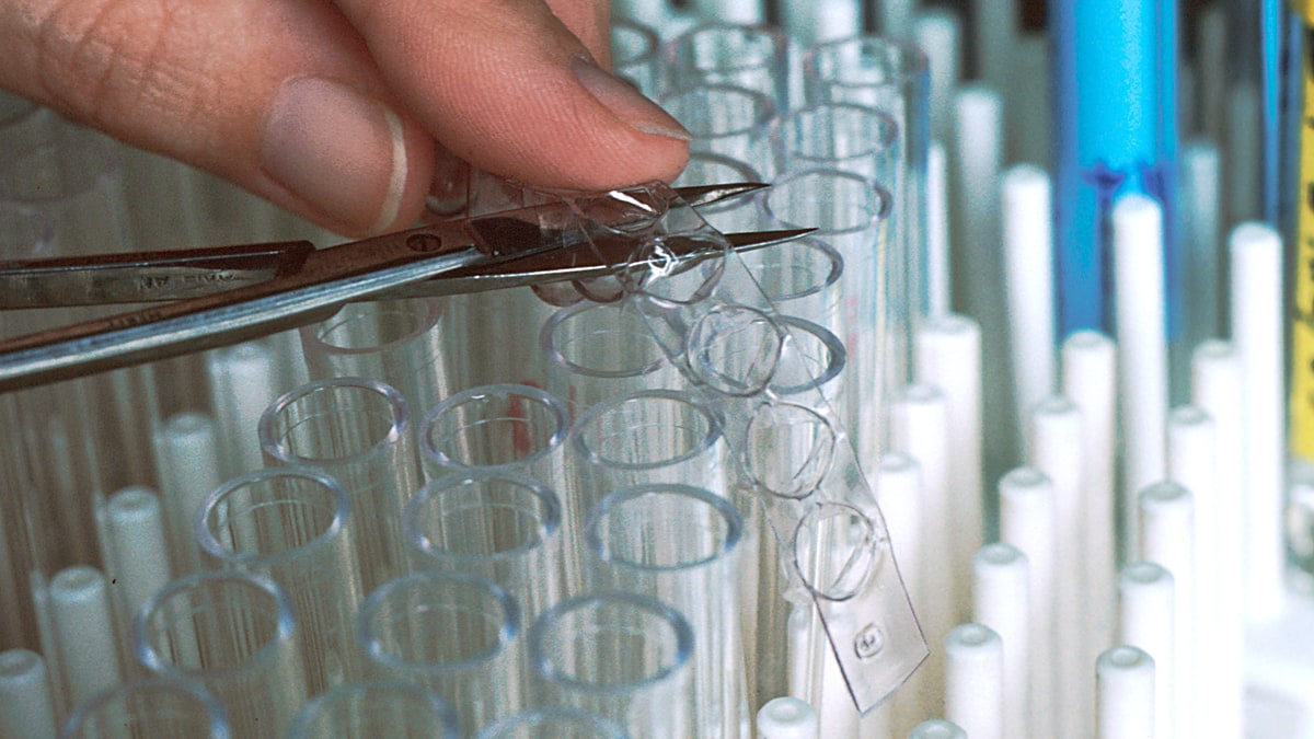 Un equipo de Purdue presentó un sistema de tubos cerámicos porosos que entrega nutrientes líquidos al micelio y busca reducir la dependencia del sustrato sólido. El avance es experimental y sus resultados necesitan validación independiente.