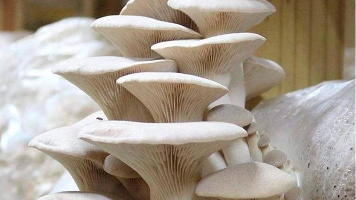 Pleurotus eryngii y una enzima que ayuda a abrir el rastrojo