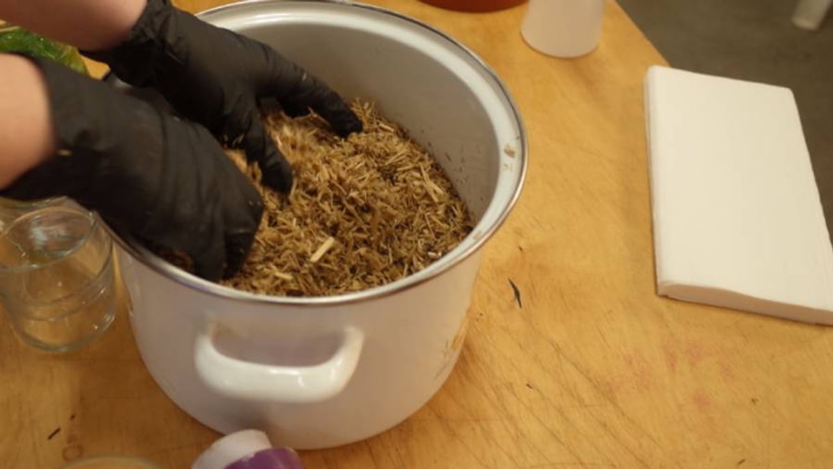Rastrojo de maíz para cultivar champiñón: una alternativa prometedora, no una receta automática