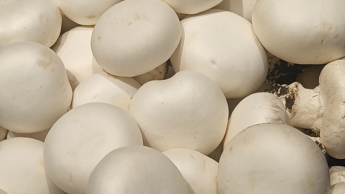 El micelio del champiñón cambia de arquitectura cuando llega la fructificación