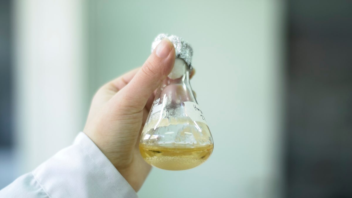 Un estudio de modelado analiza gasificación y reformado con vapor para convertir sustrato agotado de hongos en gases ricos en CO y H2; sus resultados aún no son una planta ni una garantía de baja huella ambiental.