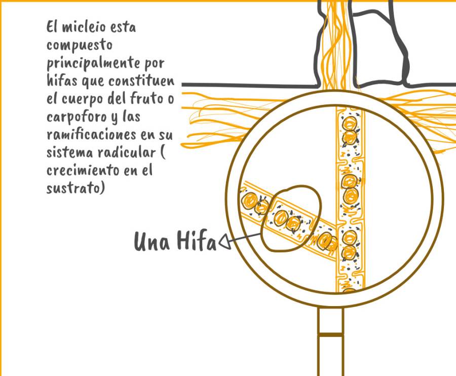 Partes del micelio scaled