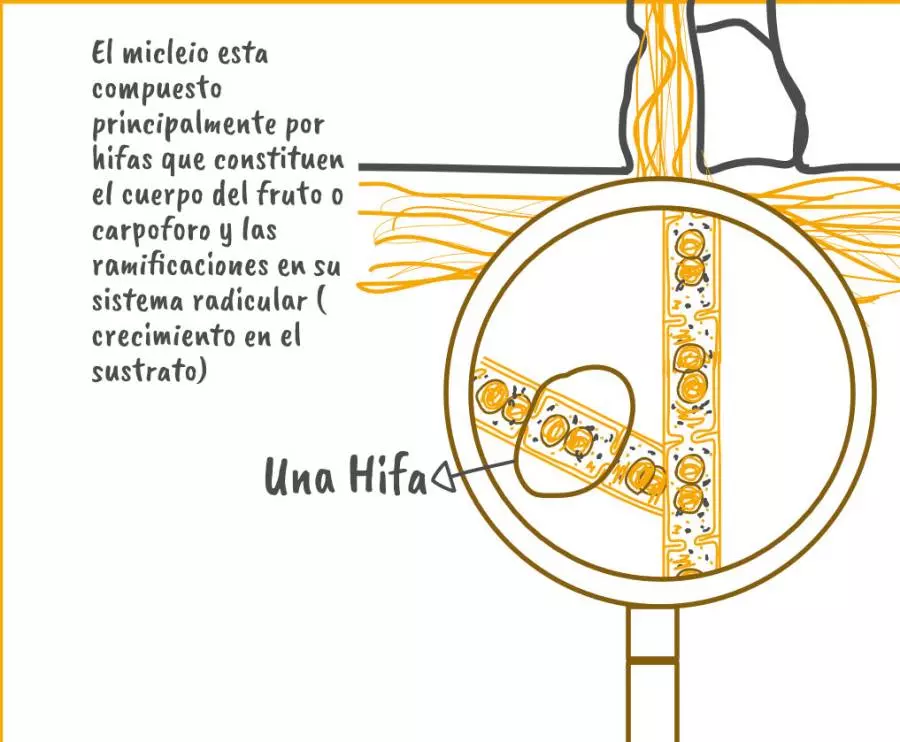 Todas Las Partes Del Hongo; También Las Partes Del Micelio Y Las Esporas 3 Partes del micelio scaled