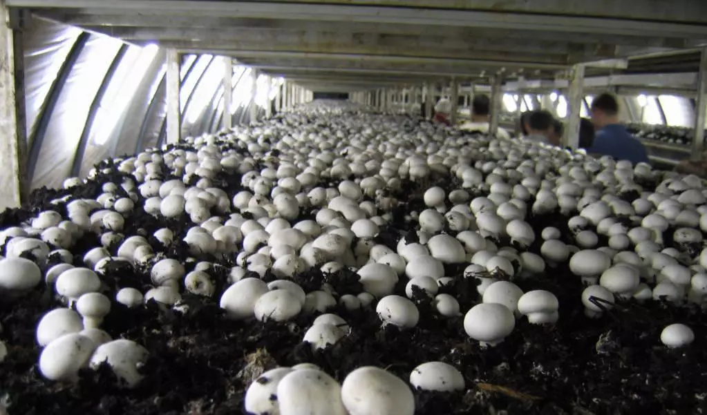 El Compost Para Champiñon: La Guía Definitiva Para Cultivadores 1 Sin titulo