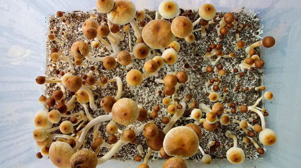 Cubensis